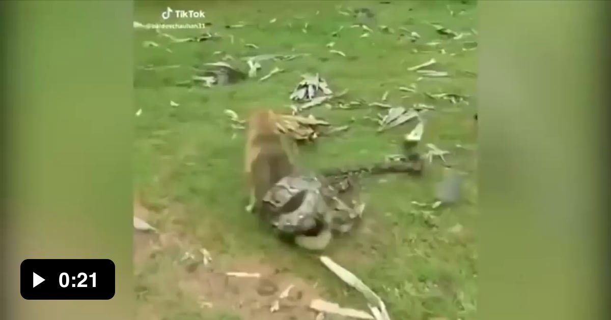 Three boys fights off snake with sticks to save their pet dog! - 9GAG