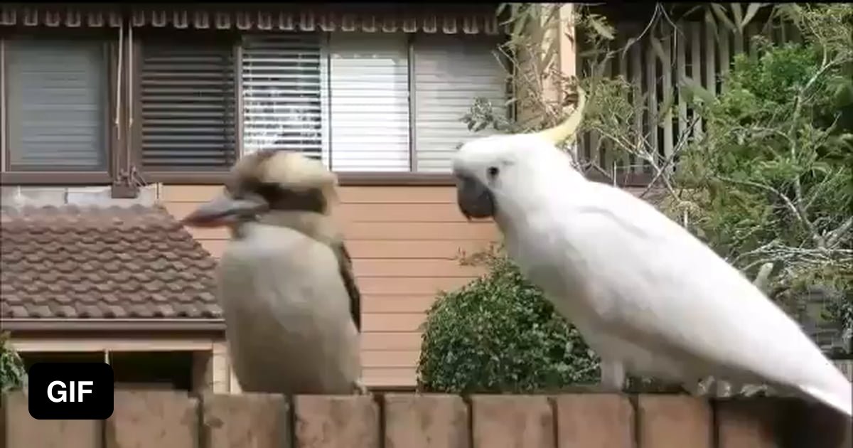 Cockatoo Pulling An Annoyed Kookaburra S Tail Feathers 9gag