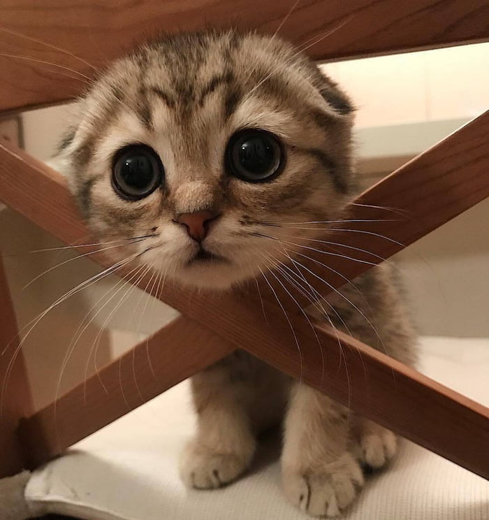 Anyone with a cat please explain how do you say no to this face 9GAG