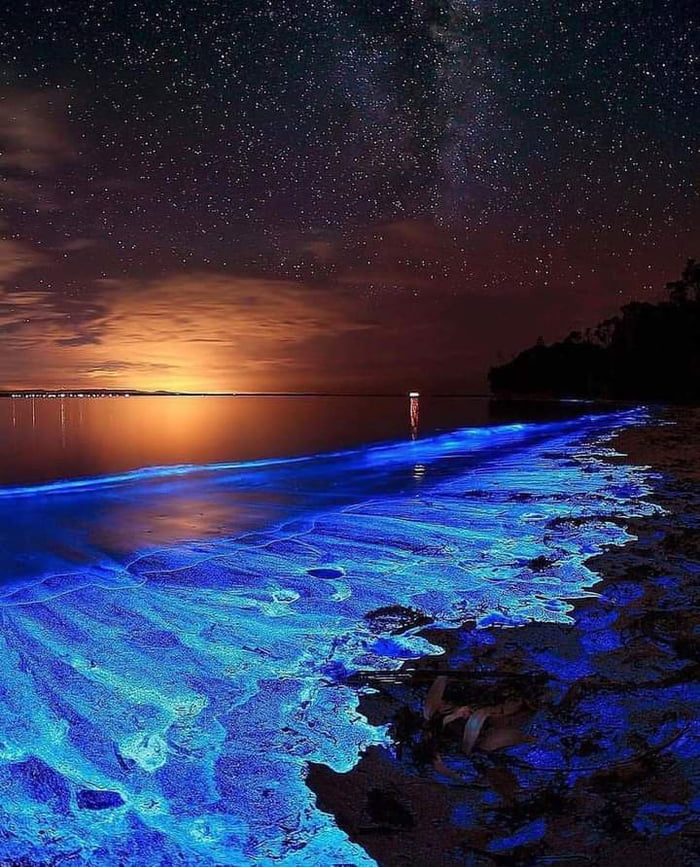 Have you ever seen something like this? This is bioluminescence in ...