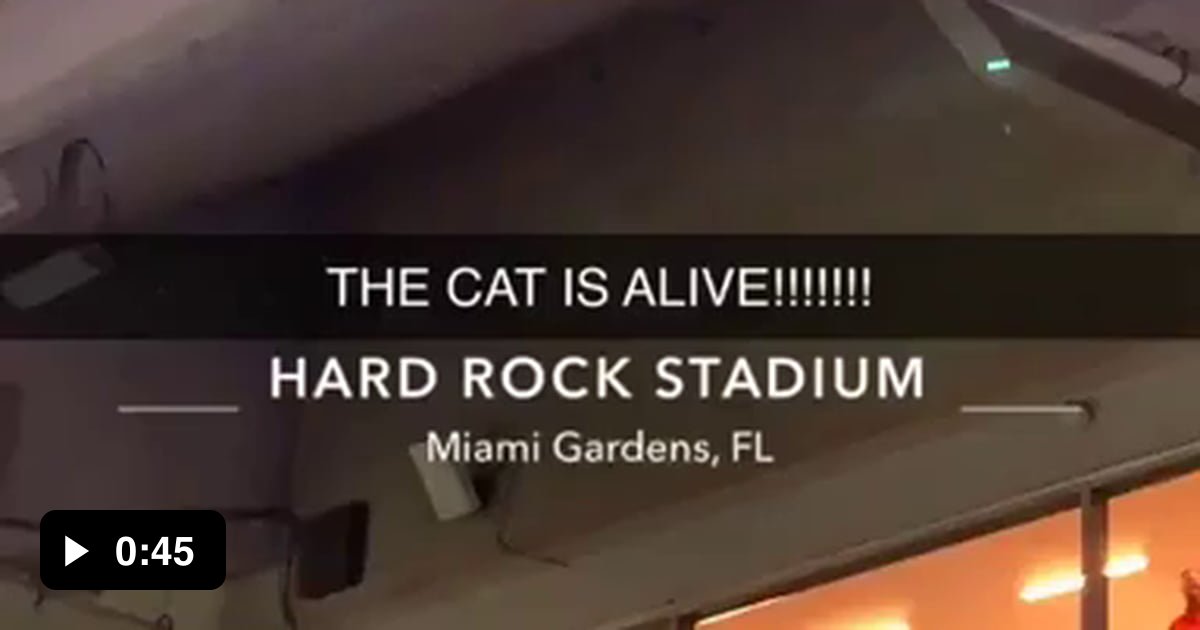 Cat falls from a stand at the Hard Rock Cafe Stadium, caught by a