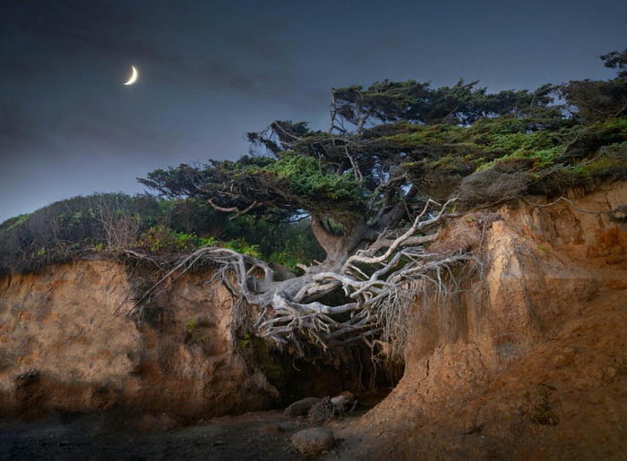 Tree Of Life Aka Tree Root Cave Located North Of Kalaloch Lodge Near