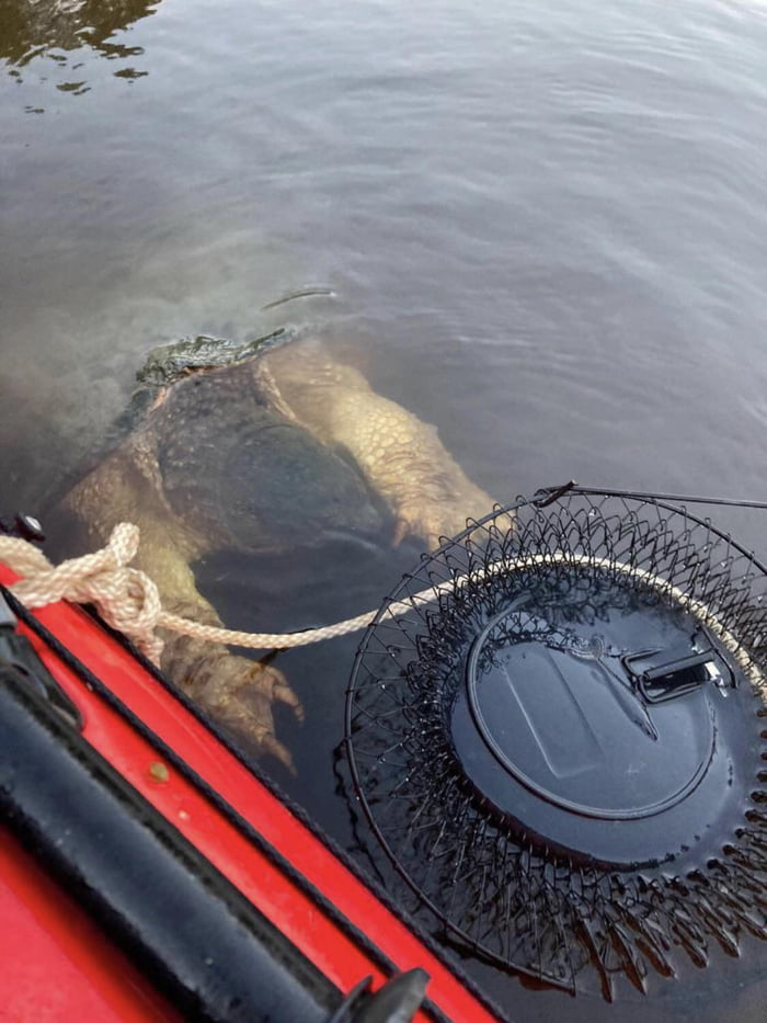 Absolute unit of a snapping turtle - 9GAG