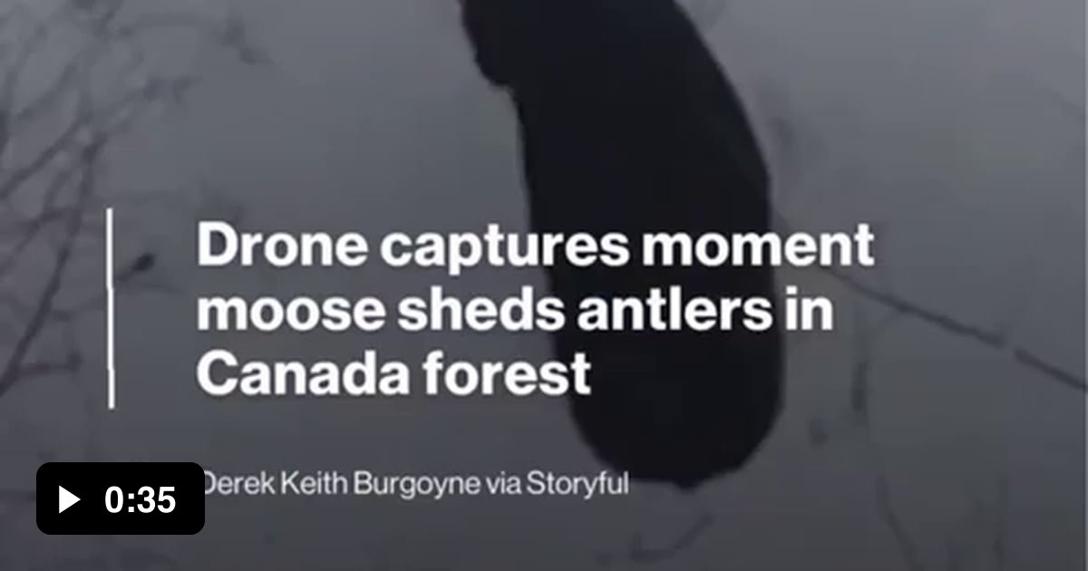 “Drone footage captured the moment a moose shed both its antlers in a