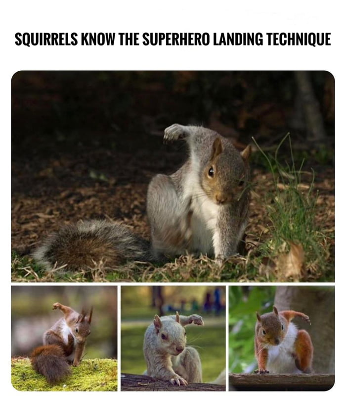 Squirrel Squirrel Gag