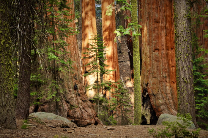 Sequoia National Park Gag