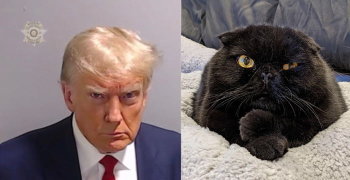 Cat did it better - 9GAG