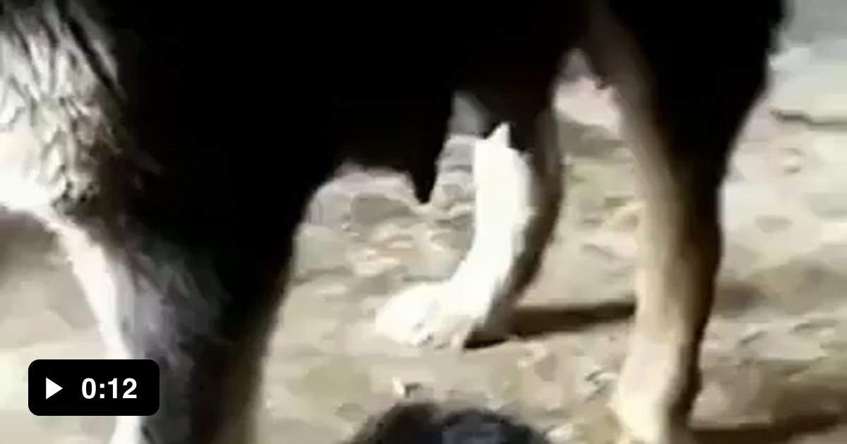 Mama doggo corrects pups behaviour - 9GAG