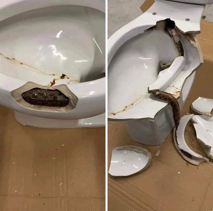 This snake found coiled inside a toilet 9GAG