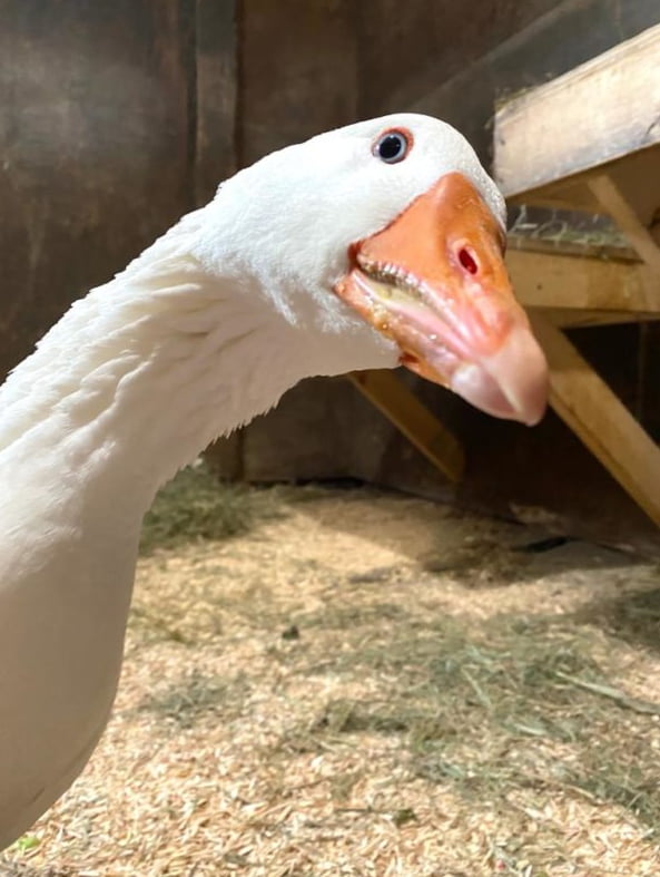 ain-t-nothing-wrong-goose-9gag