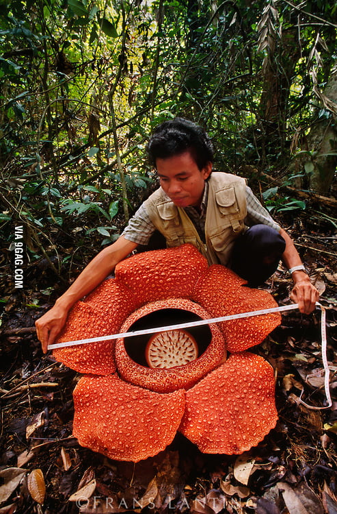 the-rafflesia-flower-9gag