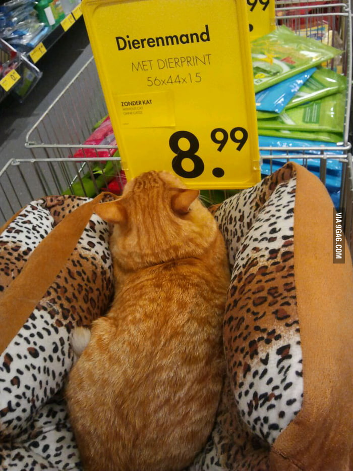 Cat not for sale - 9GAG