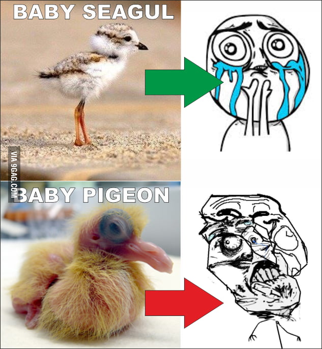 Baby Birds 9gag