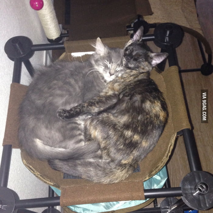 my-cats-always-sleep-together-and-it-s-adorable-9gag