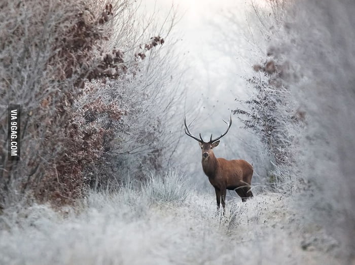 Cold Encounter Deer in the morning frost. 9GAG