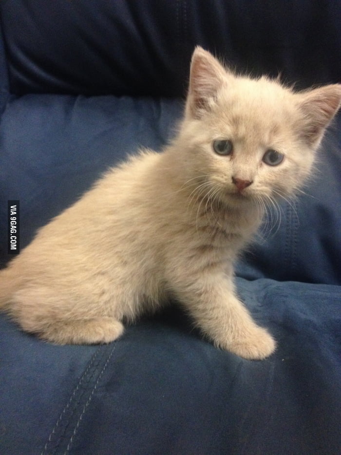 disappointed kitten
