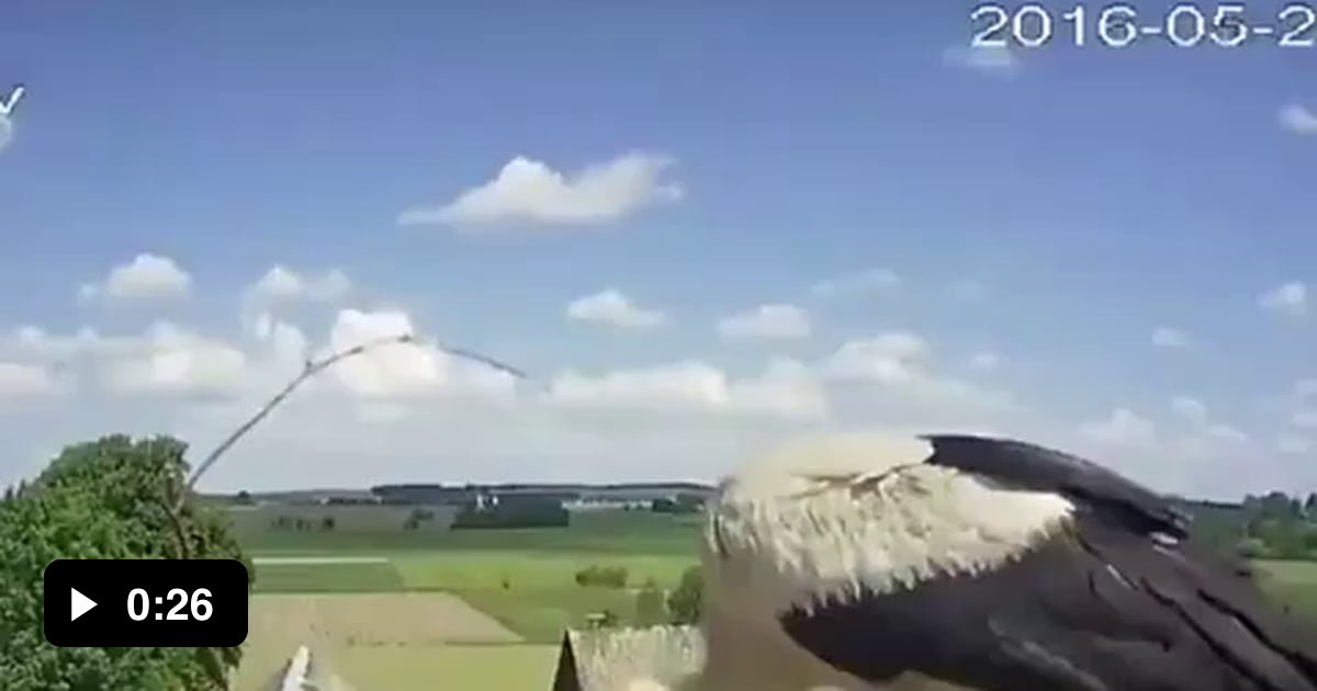 Stork mother throwing one of her chicks out of the nest to enhance the survival probability of