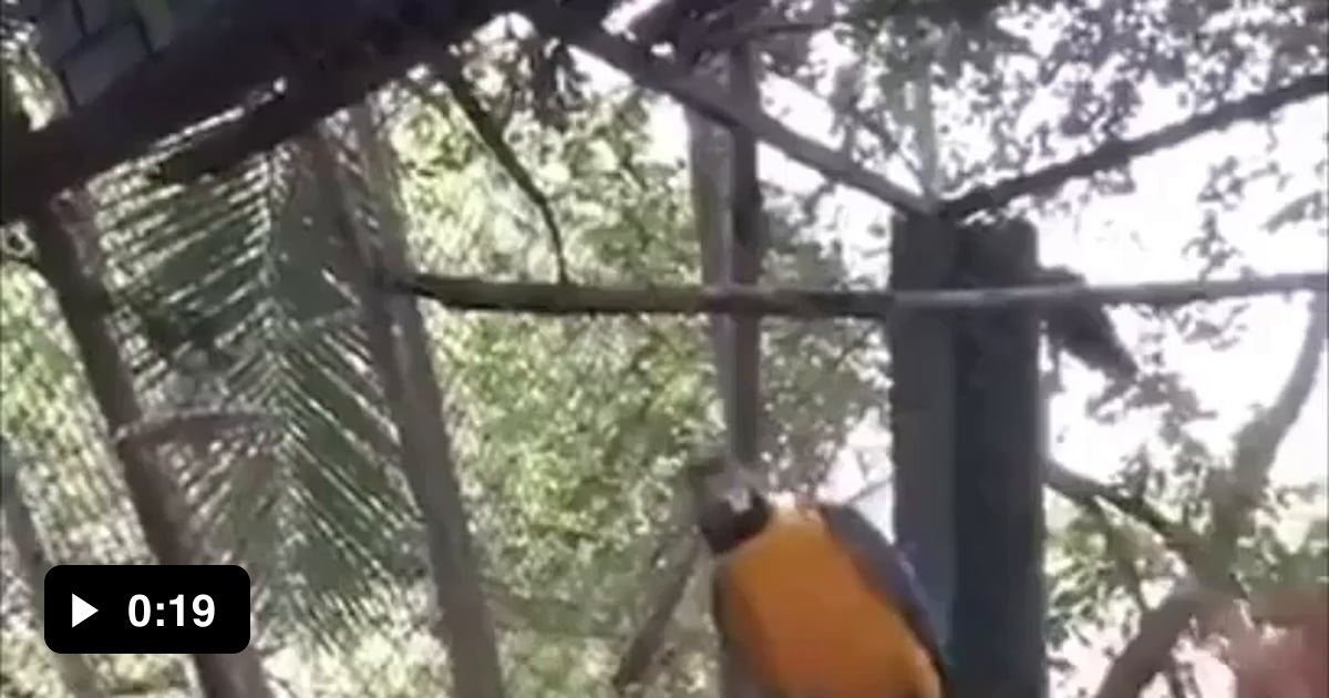 Wild Macaw at rager — Roxbury edition - 9GAG