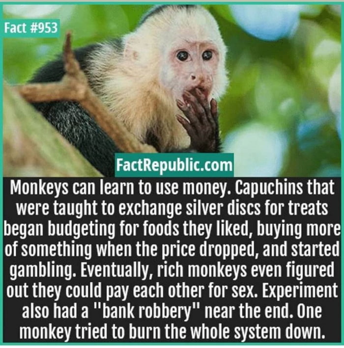 A chimp can перевод на русский. Обезьяна монах. Обезьяна с банкой. Monkey in the Bank. Обезьяны банк дешепшен.