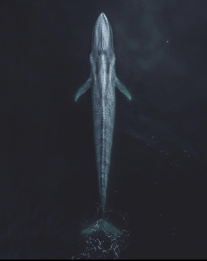 The Antarctic blue whale is the biggest animal on the planet, weighing