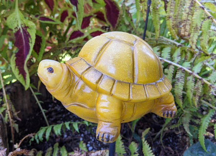 This turtle - 9GAG