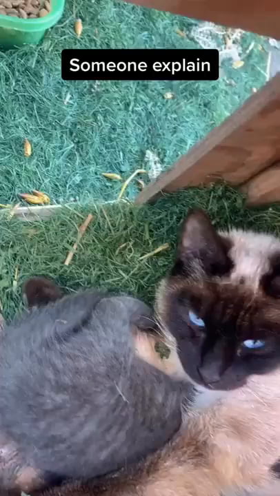 A cat feeding her kitties! Wait?