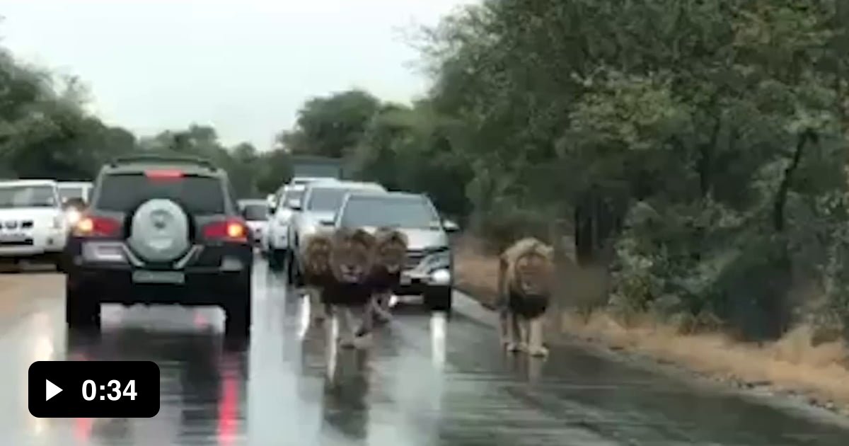 Lions stop the traffic in South Africa - 9GAG