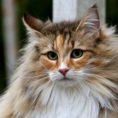 Norwegian Forest Cat - 9GAG