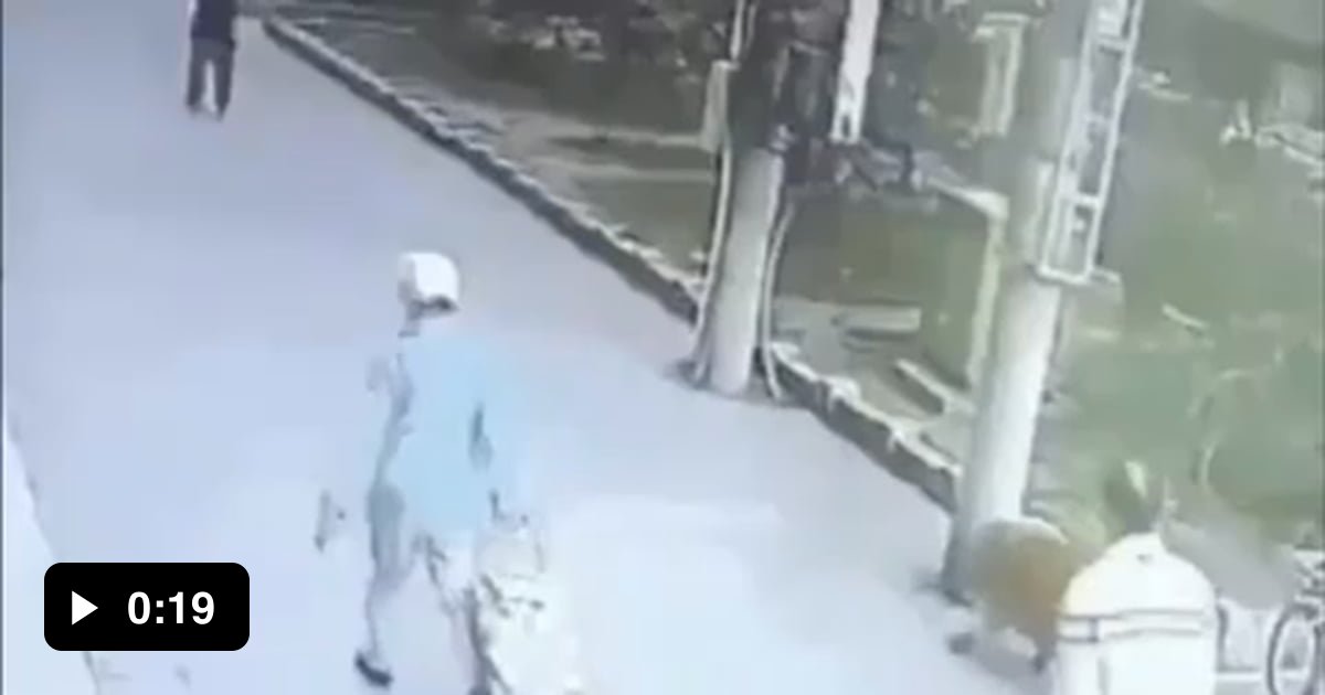 I didn't go to work because a cat fell on my head and then a dog with