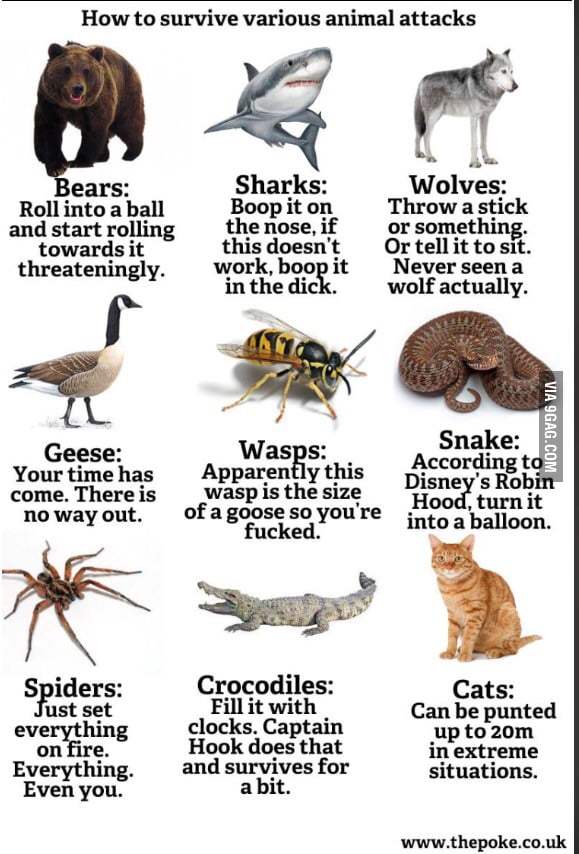 how-to-survive-animal-attacks-9gag