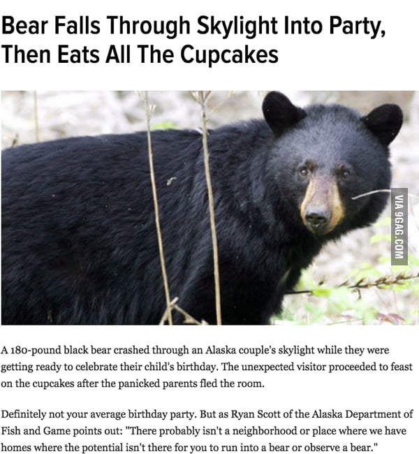 Fallen bear. I Live in China i am a kind of Bears.
