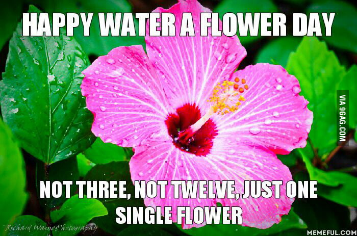Happy Water A Flower Day 9gag Happy Water A Flower Day 9gag