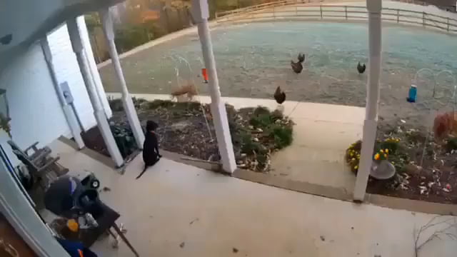 Woman saves her chickens from fox - 9GAG