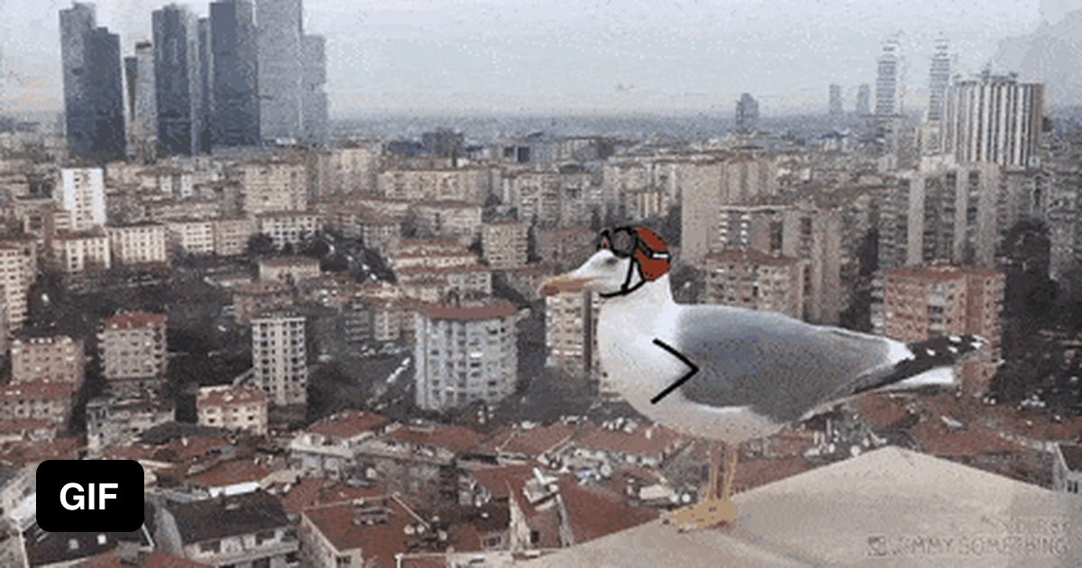 A seagull with stick arms - the best thing I've seen today! - 9GAG