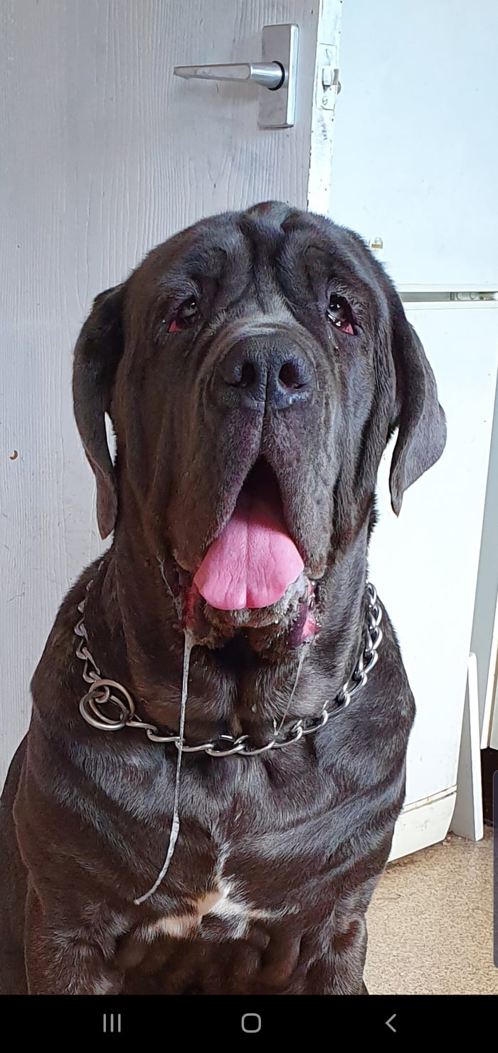 original neapolitan mastiff
