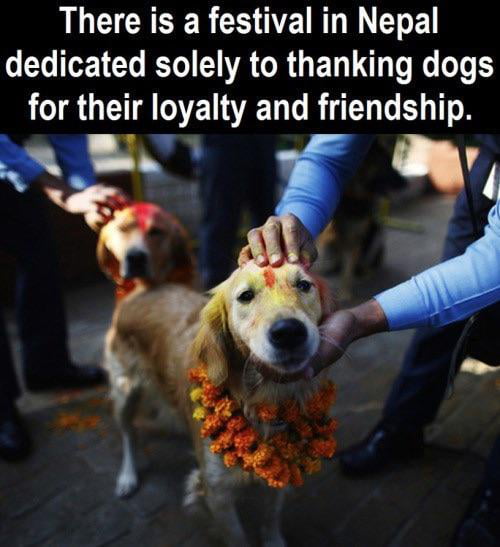 Such Doggo Such a proud doggo:) - 9GAG