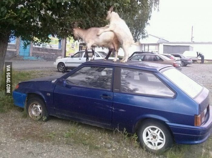 For sale: Car (does not include goats) - 9GAG