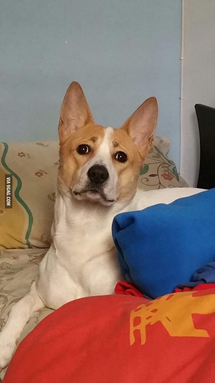 Just saw my dog like this lol - 9GAG