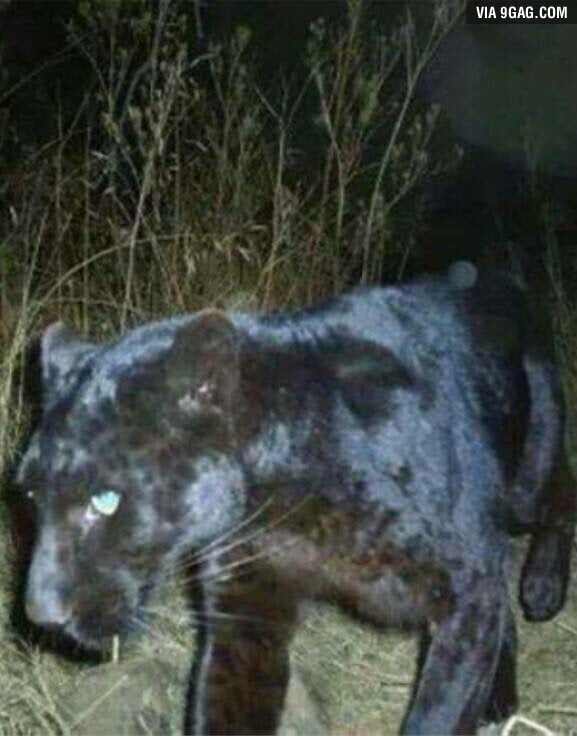 Black Panther caught on trail cam in 9GAG