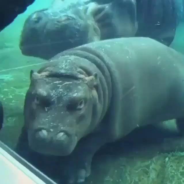 Baby hippo rolling around underwater 9GAG