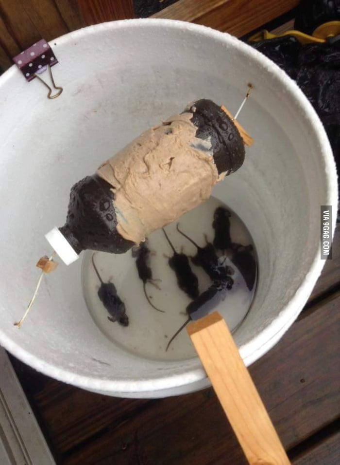 Catching rats with peanut butter 9GAG