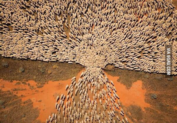 Sheep using one gate, when there is no fence - 9GAG