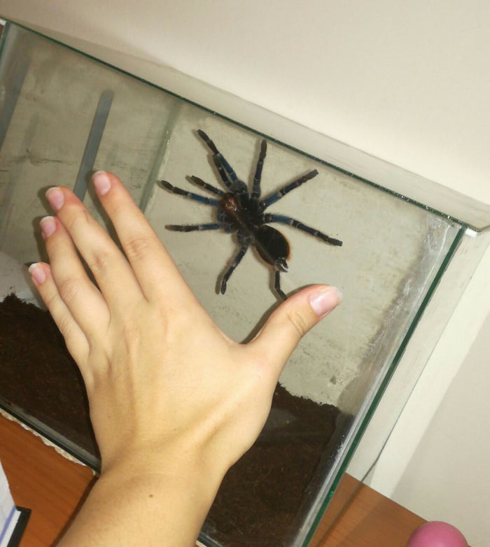 Spider Fuzzbum Heard you guys like spooders. This be my spooder, Fuzzbum. - 9GAG