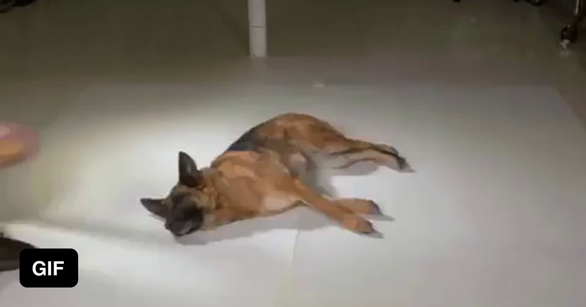 dog-getting-up-in-slow-motion-9gag