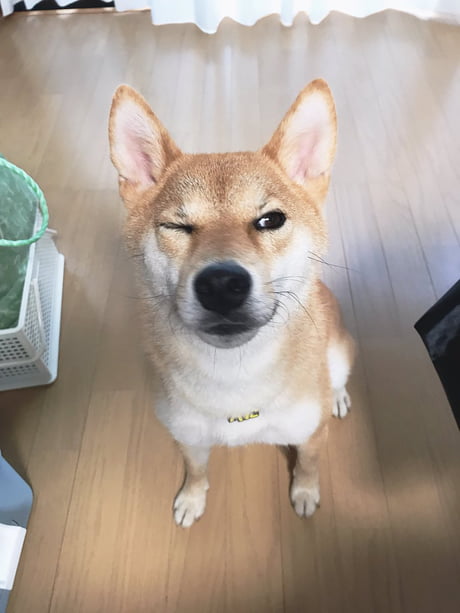 If This Shiba Inu Can Learn To Speak In Japanese So Can You