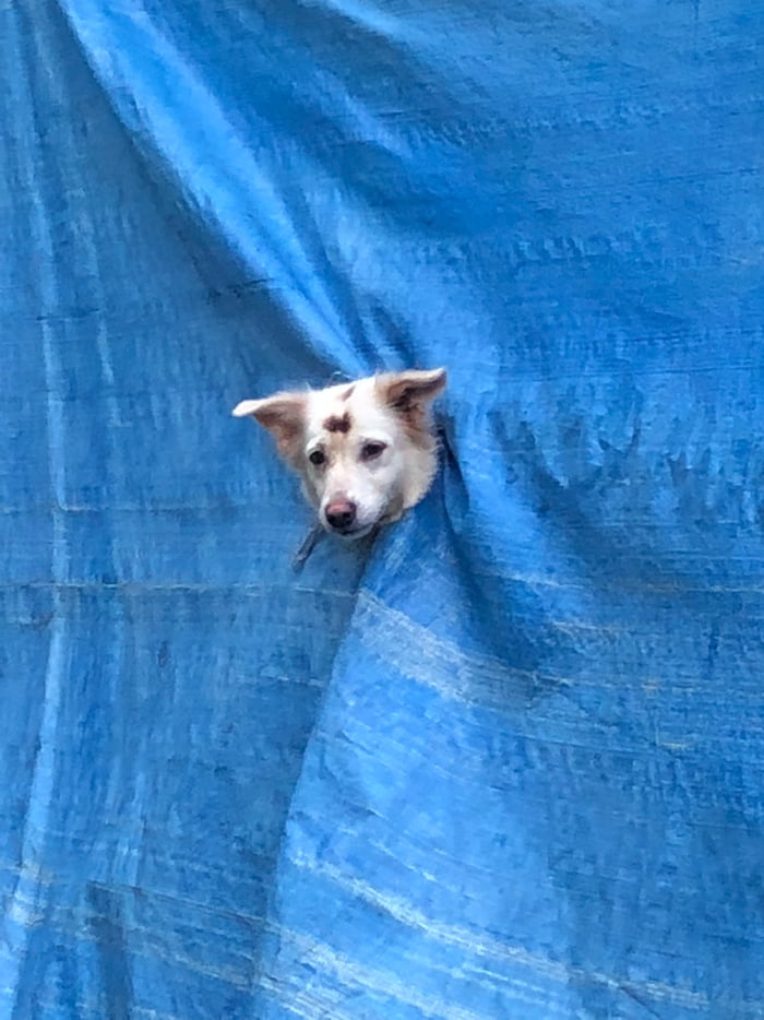 This Doggo had enough of that blanket magic trick 9GAG