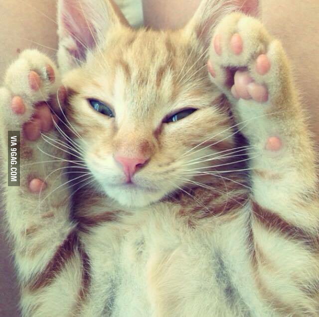 My cat is too cute 9GAG