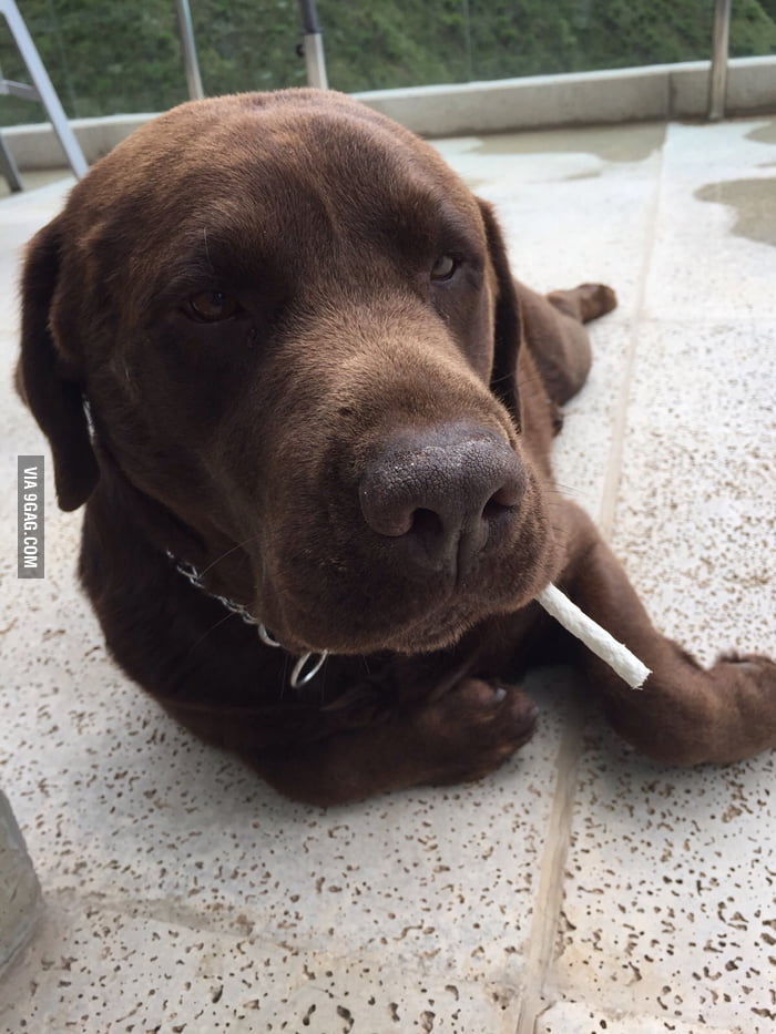 Gave a treat to my dog, it looks like a cigaret! 9GAG