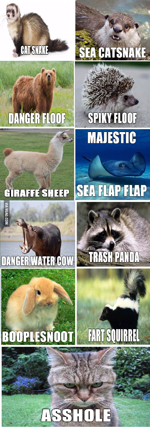 Alternate names for animals... - 9GAG