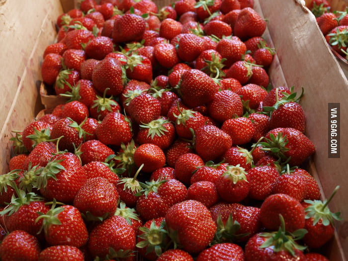 Freshly picked strawberries... The best part of summer! 9GAG